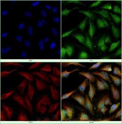 Invitrogen HDAC6 Polyclonal Antibody 100 &mu;g | Buy Online | Invitrogen&trade; | Fisher Scientific