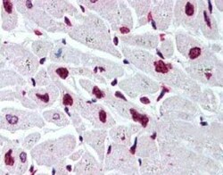 Invitrogen Histone H2B Polyclonal Antibody 100 &mu;g | Buy Online | Invitrogen&trade; | Fisher Scientific