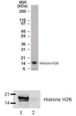 Invitrogen Histone H2B Polyclonal Antibody 100 &mu;g; Unconjugated:Antibodies,