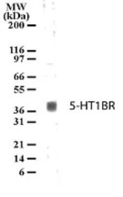 Invitrogen HTR1B Polyclonal Antibody 100 &mu;g | Buy Online | Invitrogen&trade; | Fisher Scientific