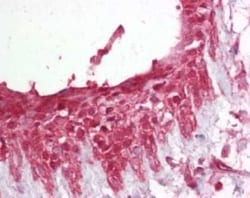 Invitrogen Pellino 1 Polyclonal Antibody 200 &mu;L | Buy Online | Invitrogen&trade; | Fisher Scientific
