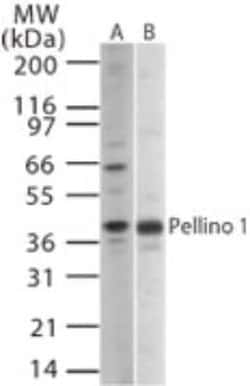 Invitrogen Pellino 1 Polyclonal Antibody 200 &mu;L | Buy Online | Invitrogen&trade; | Fisher Scientific