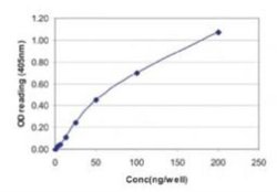 Invitrogen Influenza A NP Polyclonal Antibody 100 &mu;g; Unconjugated:Antibodies,