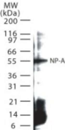 Invitrogen Influenza A NP Polyclonal Antibody 100 &mu;g; Unconjugated:Antibodies,