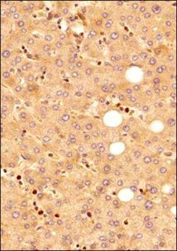 Invitrogen MyD88 Polyclonal Antibody 100 &mu;g; Unconjugated:Anticuerpos
