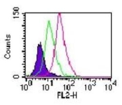 Invitrogen TLR11 Polyclonal Antibody 100 &mu;g; Unconjugated:Antibodies,