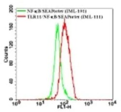 Invitrogen TLR11 Polyclonal Antibody 100 &mu;g; Unconjugated:Antibodies,
