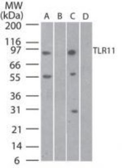 Invitrogen TLR11 Polyclonal Antibody 100 &mu;g; Unconjugated:Antibodies,
