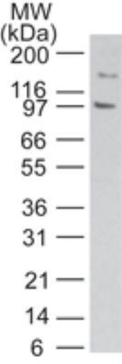 Invitrogen TLR11 Polyclonal Antibody 100 &mu;g; Unconjugated:Antibodies,