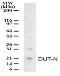 Invitrogen DUT Polyclonal Antibody 200 &mu;L; Unconjugated:Antibodies,