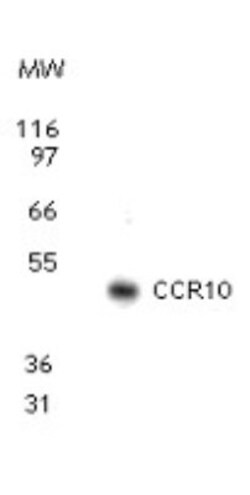 Invitrogen CCR10 Polyclonal Antibody 100 &mu;g; Unconjugated:Antibodies,