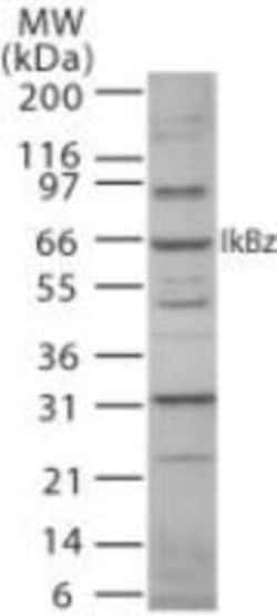 Invitrogen IkB zeta Polyclonal Antibody 100 &mu;g | Buy Online | Invitrogen&trade; | Fisher Scientific