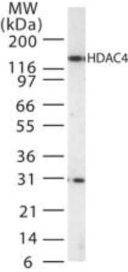 Invitrogen HDAC4 Polyclonal Antibody 100 &mu;g | Buy Online | Invitrogen&trade; | Fisher Scientific