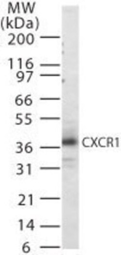 Invitrogen CXCR1 Polyclonal Antibody 100 &mu;g; Unconjugated:Antibodies,