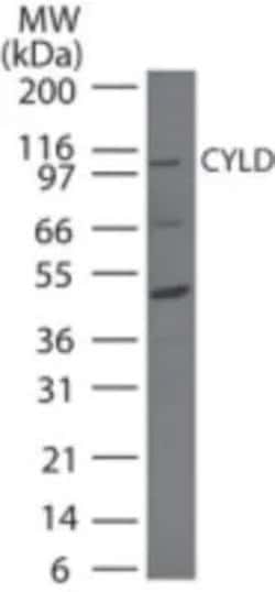 Invitrogen CYLD Polyclonal Antibody 100 &mu;g; Unconjugated:Antibodies,