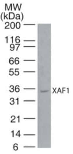 Invitrogen XAF1 Polyclonal Antibody 100 &mu;g; Unconjugated:Antibodies,