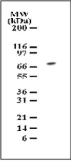 Invitrogen TAK1 Polyclonal Antibody 100 &mu;g; Unconjugated:Antibodies,