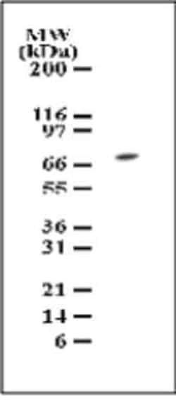 Invitrogen TAK1 Polyclonal Antibody 100 &mu;g | Buy Online | Invitrogen&trade; | Fisher Scientific