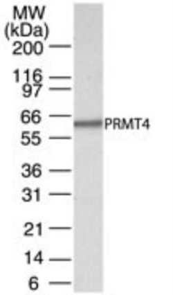 Invitrogen PRMT4 Polyclonal Antibody 100 &mu;g; Unconjugated:Antibodies,