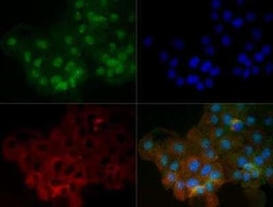 Invitrogen Lamin A/C Polyclonal Antibody 200 &mu;L | Buy Online | Invitrogen&trade; | Fisher Scientific