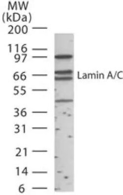 Invitrogen Lamin A/C Polyclonal Antibody 200 &mu;L; Unconjugated:Antibodies,