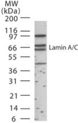 Invitrogen Lamin A/C Polyclonal Antibody 200 &mu;L | Buy Online | Invitrogen&trade; | Fisher Scientific
