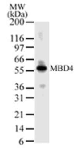 Invitrogen MBD4 Polyclonal Antibody 100 &mu;g; Unconjugated:Antibodies,