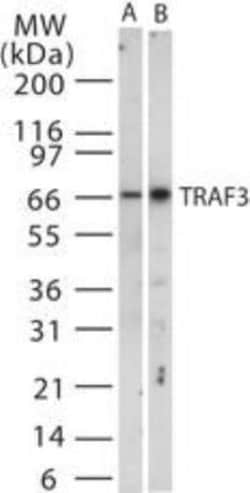 Invitrogen TRAF3 Polyclonal Antibody 200 &mu;L; Unconjugated:Anticuerpos