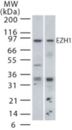 Invitrogen EZH1 Polyclonal Antibody 100 &mu;g | Buy Online | Invitrogen&trade; | Fisher Scientific