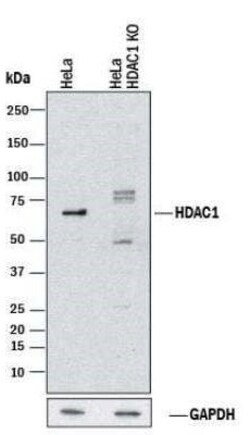 Invitrogen HDAC1 Polyclonal Antibody 100 &mu;g | Buy Online | Invitrogen&trade; | Fisher Scientific