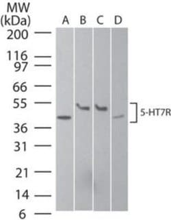 Invitrogen HTR7 Polyclonal Antibody 100 &mu;g; Unconjugated:Antibodies,