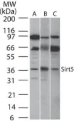 Invitrogen SIRT5 Polyclonal Antibody 100 &mu;g; Unconjugated:Antibodies,
