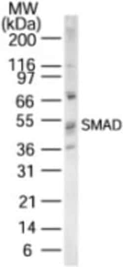Invitrogen SMAD1/SMAD5/SMAD9 Polyclonal Antibody 100 &mu;g; Unconjugated:Antibodies,
