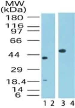 Invitrogen MAPKAP1 Polyclonal Antibody 100 &mu;g; Unconjugated:Antibodies,