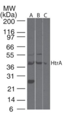 Invitrogen HTRA3 Polyclonal Antibody 100 &mu;g; Unconjugated:Antibodies,