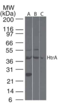 Invitrogen HTRA3 Polyclonal Antibody 100 &mu;g; Unconjugated:Antibodies,