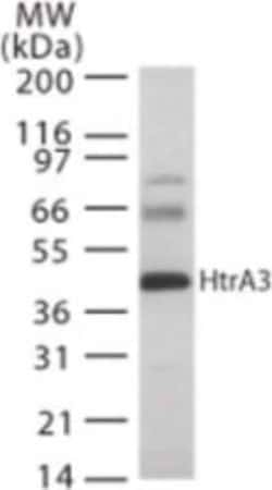 Invitrogen HTRA3 Polyclonal Antibody 100 &mu;g; Unconjugated:Antibodies,