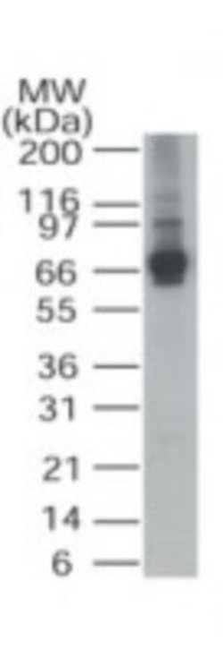 Invitrogen ALAS1 Polyclonal Antibody 100 &mu;g; Unconjugated:Antibodies,