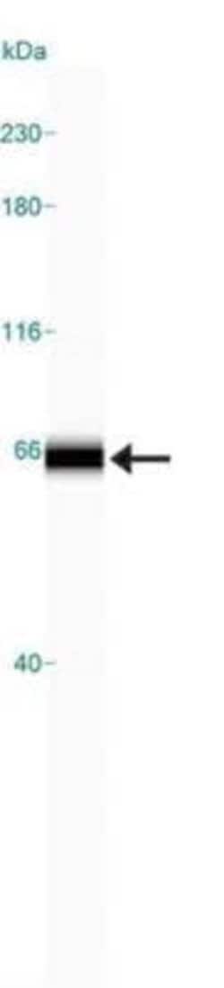 Invitrogen ALAS1 Polyclonal Antibody 100 &mu;g; Unconjugated:Antibodies,