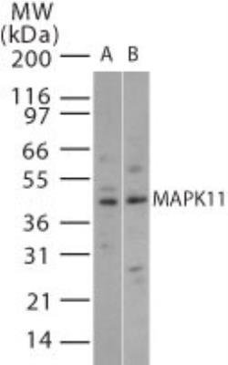Invitrogen p38 MAPK beta Polyclonal Antibody 100 &mu;g; Unconjugated:Antibodies,