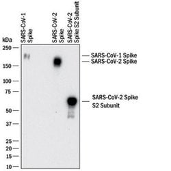 Invitrogen SARS Coronavirus Spike Protein Polyclonal Antibody 100 &mu;g;