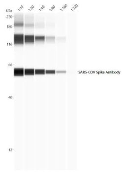 Invitrogen SARS Coronavirus Spike Protein Polyclonal Antibody 100 &mu;g;