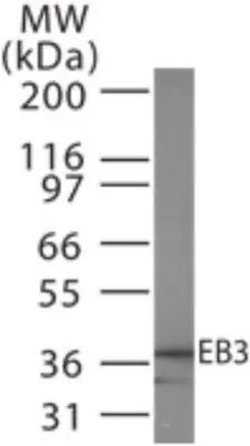 Invitrogen MAPRE3 Polyclonal Antibody 100 &mu;g; Unconjugated:Antibodies,