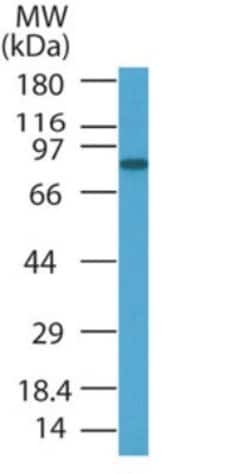 Invitrogen PRDM5 Polyclonal Antibody 100 &mu;g; Unconjugated:Antibodies,