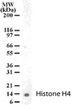 Histone H4 Polyclonal Antibody:Antibodies, Polyclonal