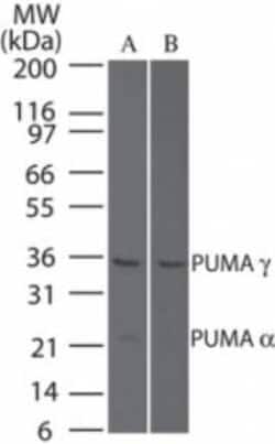 Invitrogen PUMA delta/gamma Polyclonal Antibody 100 &mu;g | Buy Online | Invitrogen&trade; | Fisher Scientific