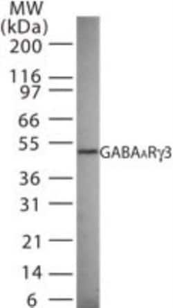 Invitrogen GABRG3 Polyclonal Antibody 200 &mu;L; Unconjugated:Antibodies,