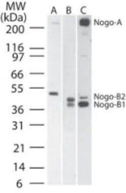 Invitrogen Nogo-A/B Polyclonal Antibody 200 &mu;L; Unconjugated:Antibodies,