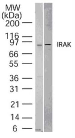 Invitrogen IRAK1 Polyclonal Antibody 100 &mu;g | Buy Online | Invitrogen&trade; | Fisher Scientific