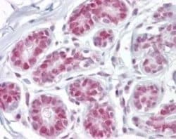 Invitrogen APE1 Polyclonal Antibody 100 &mu;g; Unconjugated:Antibodies,